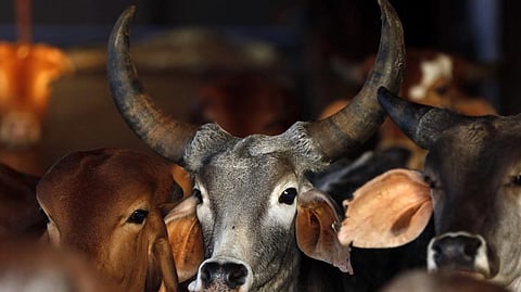 Cow Slaughter