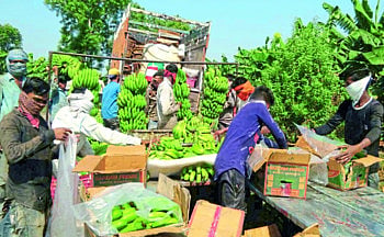 उत्तर भारताच्या आंब्यामुळे…श्रावणातही केळीचे भाव झाले ‘लॉक’!