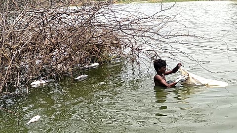 Fish Died In The Lake
