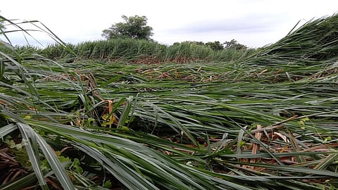 Rain Damaged Cane