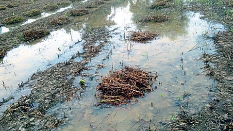 सोयाबीनची सध्या सोंगणी सुरू
