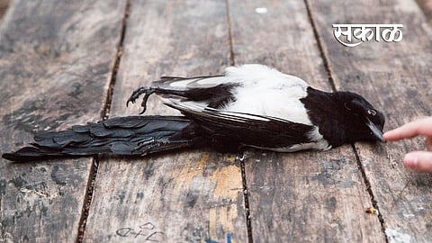 bird flu