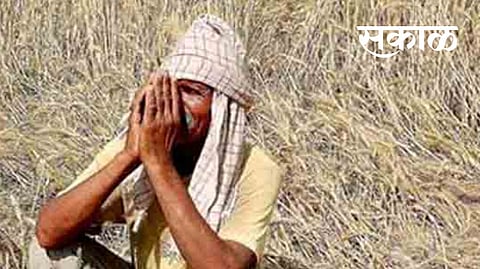 63 thousand farmers will get compensation for heavy rain damage jalgaon news