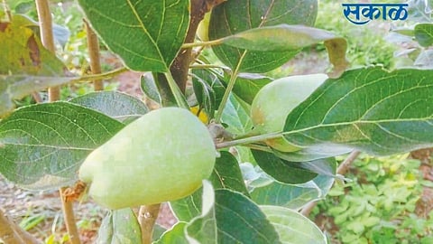 apple garden in Dongarwadi