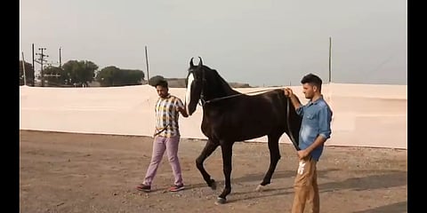 chetak festival shan horse
