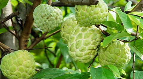 गोसेखुर्दच्या बॅकवॉटरमध्ये "आयुर्वेद सखा' बुडाला, गरिबांच्या हंगामी रोजगावरही आली गदा