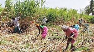 Sugarcane workers