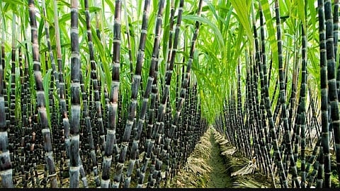 Raindrops; On extension of sugarcane cultivation