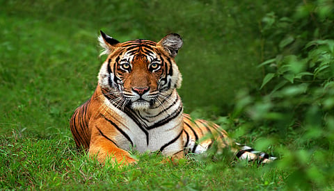 Tiger1