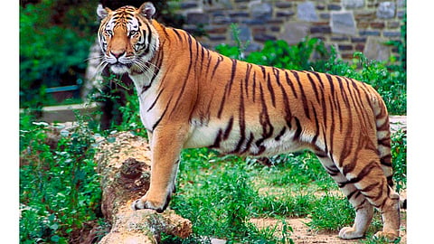 Tiger