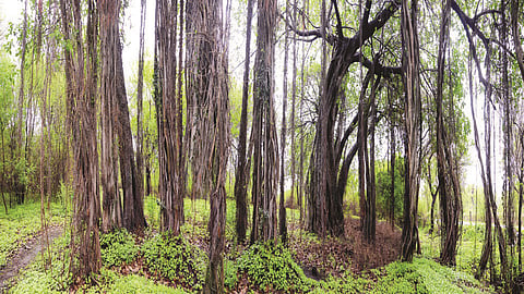 महाराष्ट्रात जतन केला आहे आशिया खंडातील दुसऱ्या क्रमांकाचा वटवृक्ष