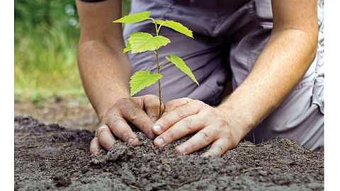Tree_Plantation