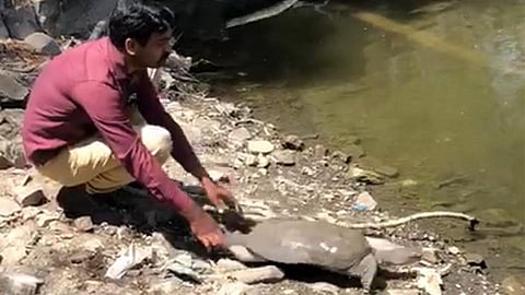 Video : इंडियन फ्लॅपशेल प्रजातीचं कासव; दुखापतग्रस्त अवस्थेत होतं, तितक्यात...