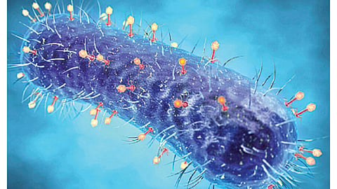 Unknown pneumonia