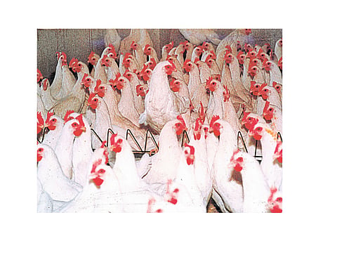 In The Future, Eggs, Chicken May Be Shortage : Dr. pathan Kolhapur Marathi News