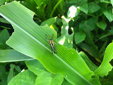 Grasshopper nymphs