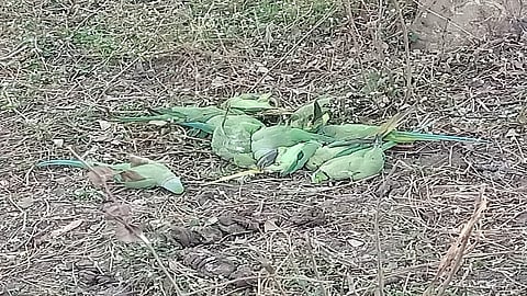 Number of dead birds found in Kondhali Nagpur district