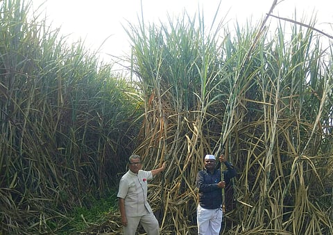 Sugarcane plot brought by new technology