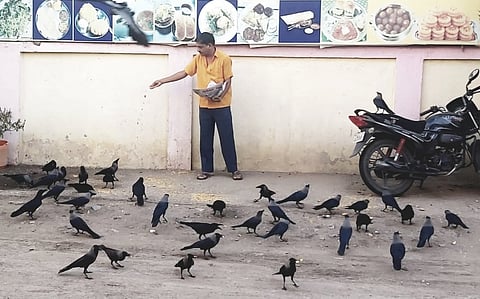 In Shanishinganapur, there is a daily meal for crows