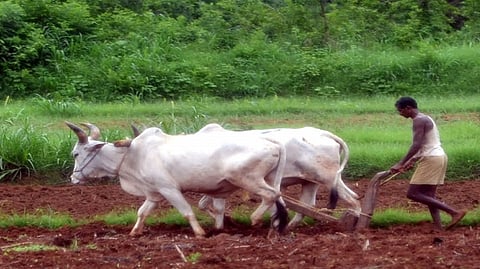 farmer sowing