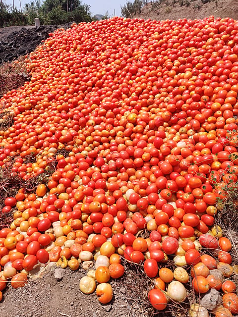What is the truth about the virus in tomatoes?
