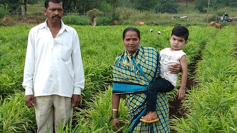 Ginger crop cultivation in kolhapur panhala