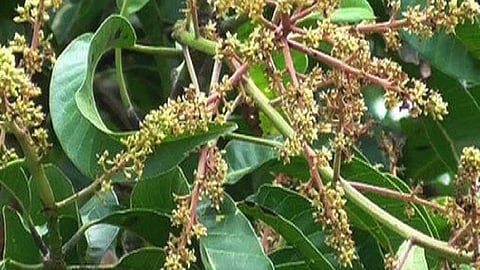 before one month fruit seed generate in ratnagiri