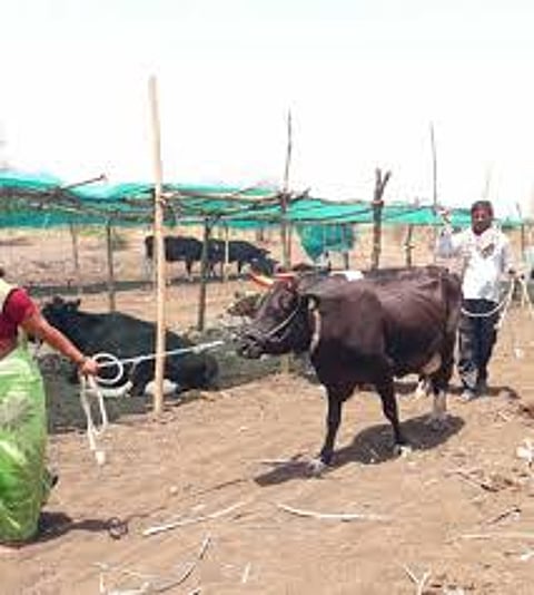animals in jat.jpg