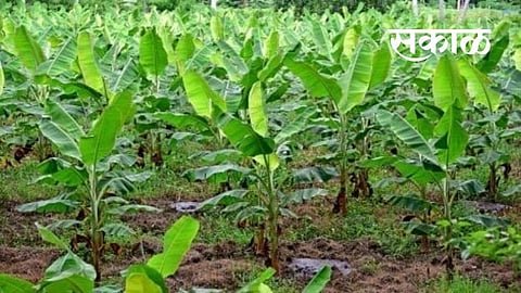 पाच महिने उलटले तरी शेकडो केळी उत्पादक शेतकरी वंचित