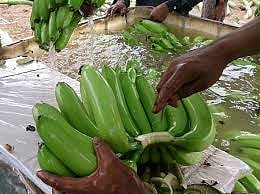 banana exports
