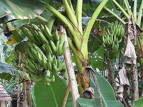 banana farm