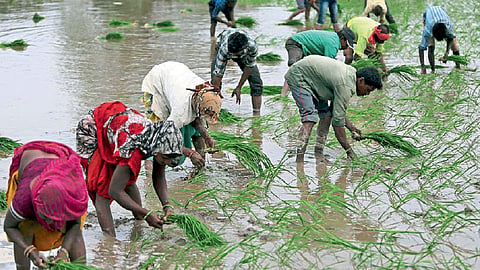 basmati