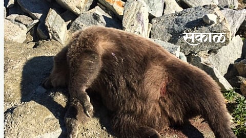 Two bears die in train crash Gondia bears news