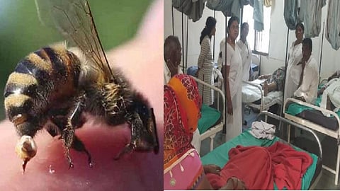 bee attack.jpg