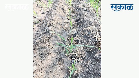Damage To Five Acres Of Sugarcane In Belewadi Kolhapur Marathi News