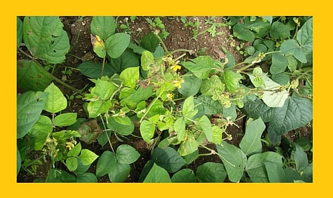 Akola raisins on cockroaches and soybeans, tractors on crops, farmers worried