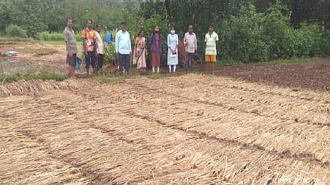150 hectares crop of rice are damages caused heavy rain in ratnagiri krushi officer checking this in konkan