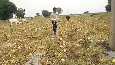 bhum farmer.