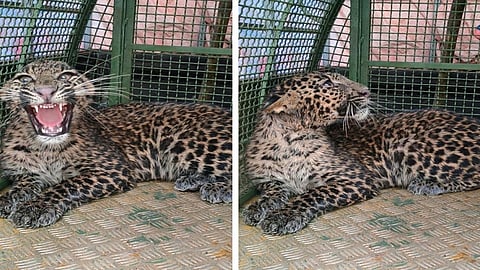 osette pattern identifies leopard Forest Department Survived 8 leopards in ten months
