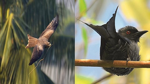 bird.jpg