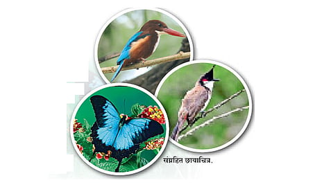 लॉकडाउनमुळे सकारात्मक बदल; पक्षांसाठी झाले मोकळे आकाश..!