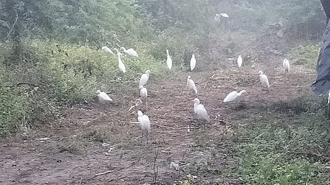 bird.jpg