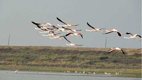 birds