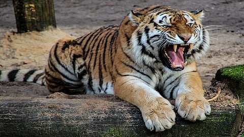 mortal of Tiger found in Amravati district