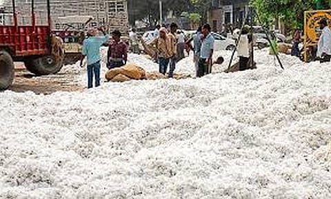 cci cotton