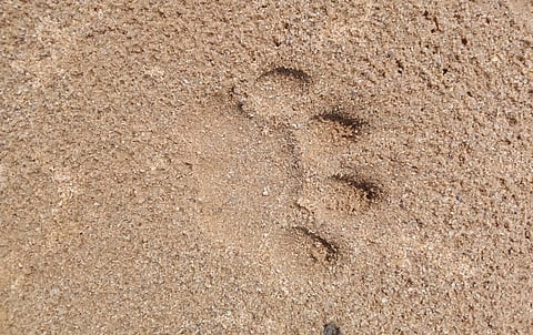 The footprint of a tiger was seen in the village of Chandrapur district