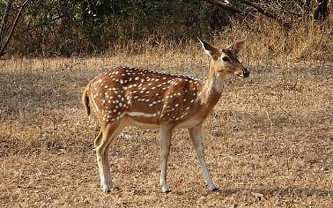 Chital hunting in the forest near Mardi