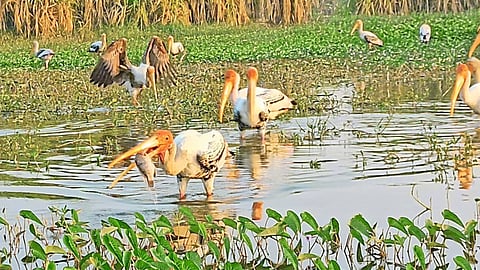 chitrabalak