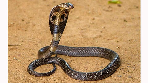 cobra