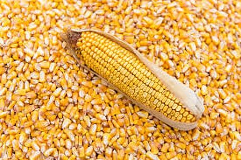corn mraket